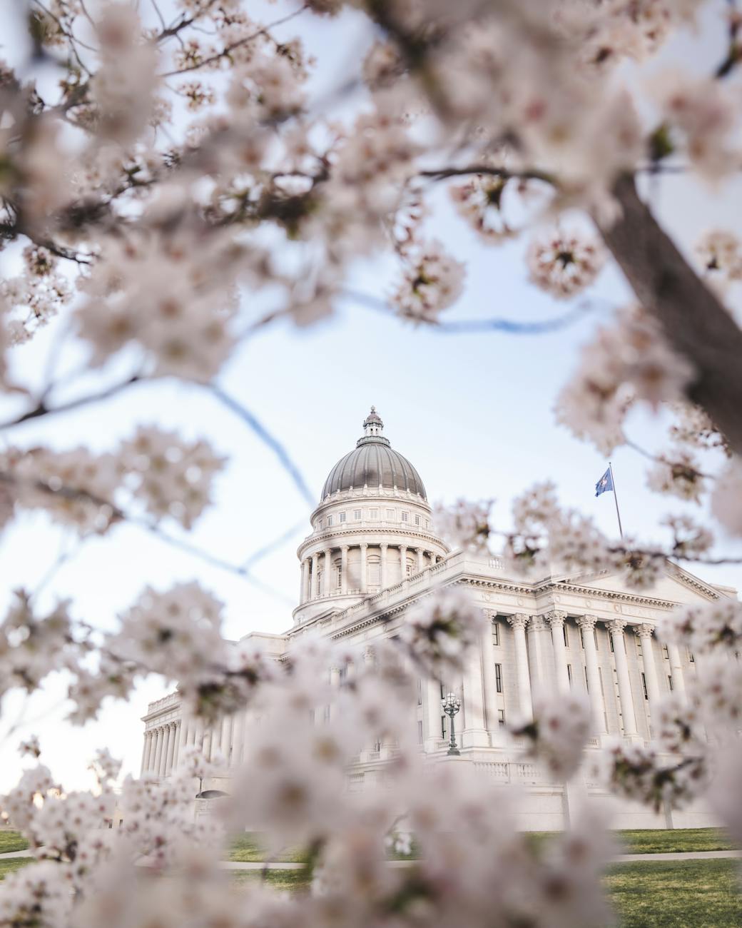 utah state capitol with cherry blossoms in spring
